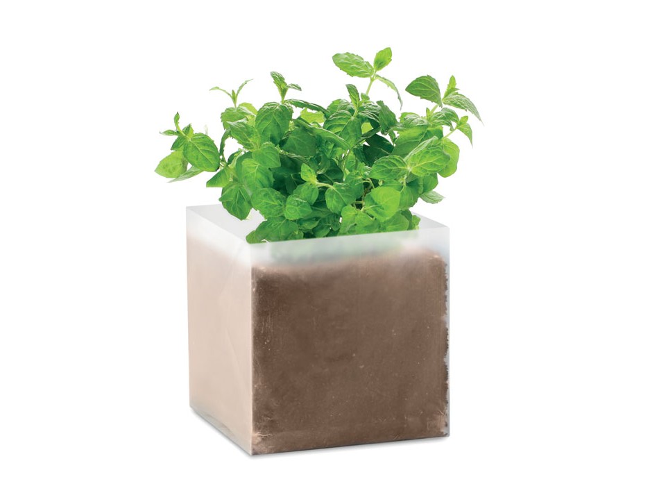 MINT - Semi di menta