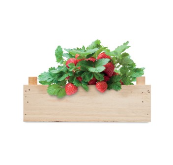 STRAWBERRY - Kit per coltivare fragole