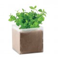 MINT - Mint seeds