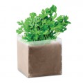 PARSELY - Parsley seeds